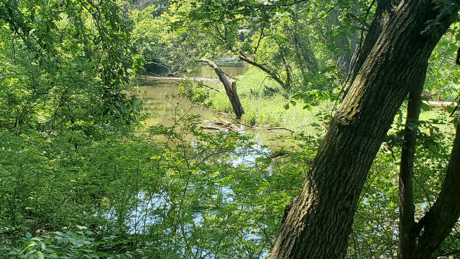 Bemis Forest Preserve Cook County 